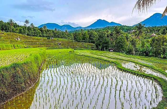 Desa * Gobleg (Bali)